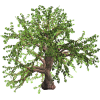 Spring Oak Tree - Rastline - 