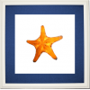 Starfish Picture - Predmeti - 