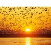 Sunset - Фоны - 