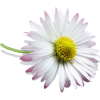 Sweet lil´ Daisy - 植物 - 