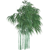 Tall Bamboo - Растения - 