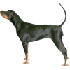 Tan Coonhound - Animals - 