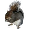 Tiny the Gray Squirrel - Ilustracje - 