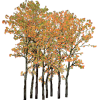 Tree Cluster - Plants - 