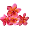 Tri-colored Plumeria - 插图 - 