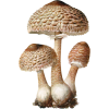 Trio of Parasol Mushrooms - Ilustracije - 