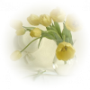 Tulips Tulipani - Rastline - 