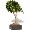 Well Groomed Green Tree - Rascunhos - 