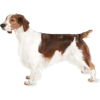 Welsh Springer Spaniel dog - Tiere - 