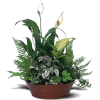 White Garden Plants - 植物 - 