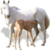 White Horse and Brown Foal - イラスト - 