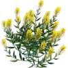 Yellow Plant - Rastline - 