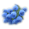  bouquet flowers - Rastline - 