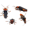 bugs - 动物 - 