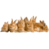 bunnies - 動物 - 