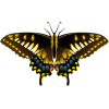 butterfly - Illustraciones - 