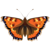 butterfly - イラスト - 