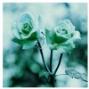 cvijet  - Trim - Background - 