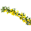 cvijet - Pflanzen - 