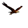 eagle bird ptica orao animated - Animali - 