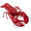 jastog lobster - 动物 - 