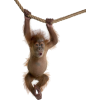 orangutan - Animales - 