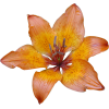 orhideja - Растения - 