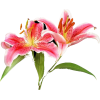 orhideja - Rastline - 