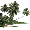 Palm Tree Beach - Natureza - 