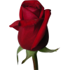 ruža - Piante - 