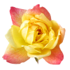 ruža - Rośliny - 