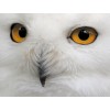 sova owl - Background - 