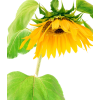 suncokret sunflower - Pflanzen - 