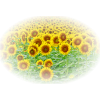 sunflowers - Plants - 