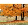 Šuma u jesen - Background - 