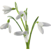 visibabe snowdrops - 植物 - 