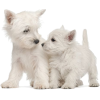 west highland terrier (westie) - 動物 - 
