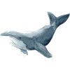 whale print - Illustrations - 