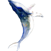 whale print - Ilustracije - 