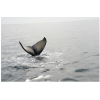 whale tail in the ocean - 自然 - 