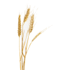 wheat - Uncategorized - 