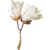 white flowers - Rośliny - 