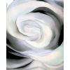 white roses - Fondo - 