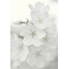 white blossoms - Natural - 