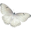 white butterfly - Ostalo - 
