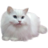 white cat - Živali - 
