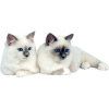 white cats - 動物 - 