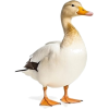 white duck - 動物 - 