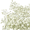 white flowers - Rastline - 