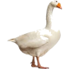 white goose - Uncategorized - 